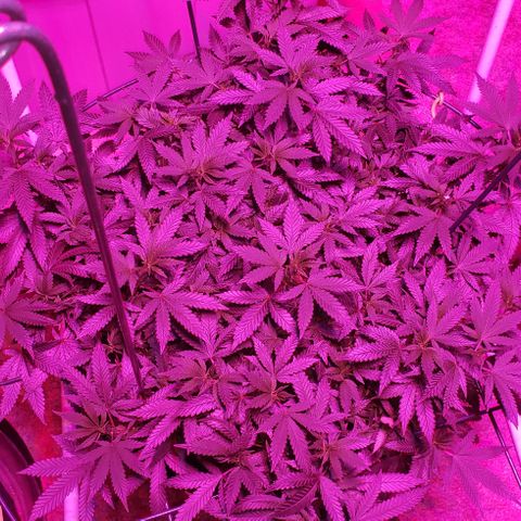 King Tut #5 (Fem)(momma) growlog timeline photo