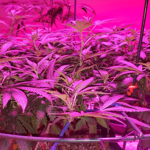 King Tut #5 (Fem)(momma) growlog timeline photo