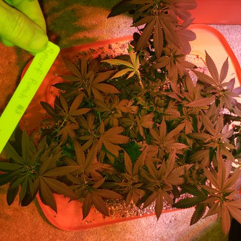 Smurf Punch #3 (Female)(Clone #3) growlog timeline photo