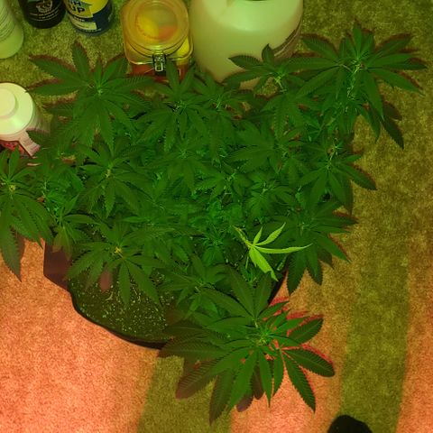 Smurf Punch #3 (Female)(Clone #3) growlog timeline photo