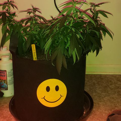 Smurf Punch #3 (Female)(Clone #3) growlog timeline photo
