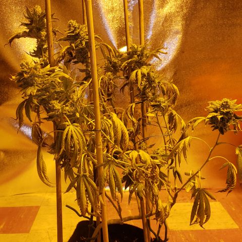OG Kush #1 (Fem) growlog timeline photo