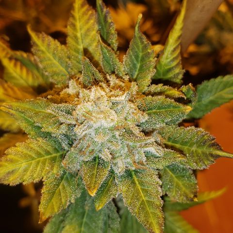 OG Kush #1 (Fem) growlog timeline photo