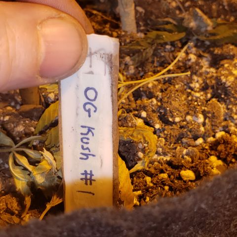 OG Kush #1 (Fem) growlog timeline photo