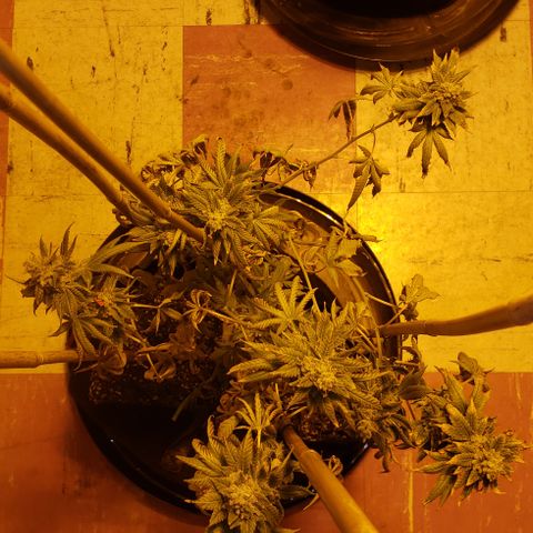 OG Kush #1 (Fem) growlog timeline photo