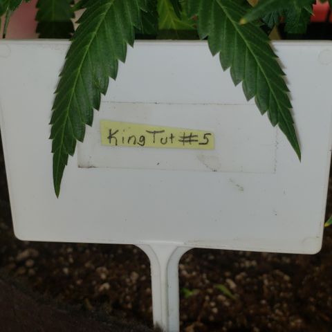 King Tut #5 (Fem)(momma) growlog timeline photo
