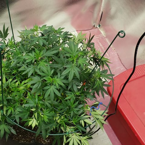 King Tut #5 (Fem)(momma) growlog timeline photo
