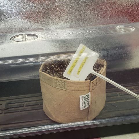 SLOAN LED 480w 4,000k(OG's Kush #2)(Fem) growlog timeline photo