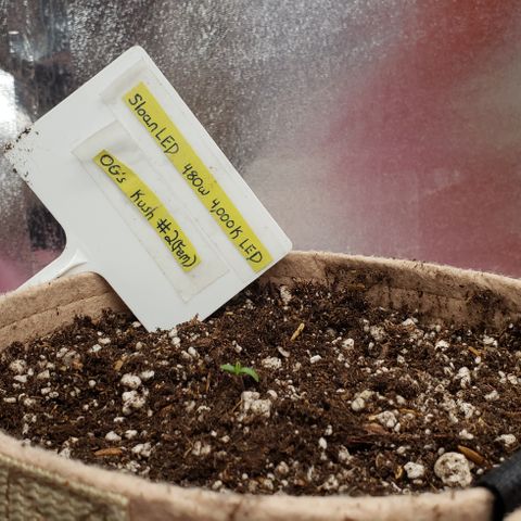 SLOAN LED 480w 4,000k(OG's Kush #2)(Fem) growlog photo: Sprouted today. 
