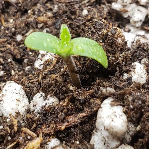 SLOAN LED 480w 4,000k(OG's Kush #2)(Fem) growlog photo: Sprouted today. 