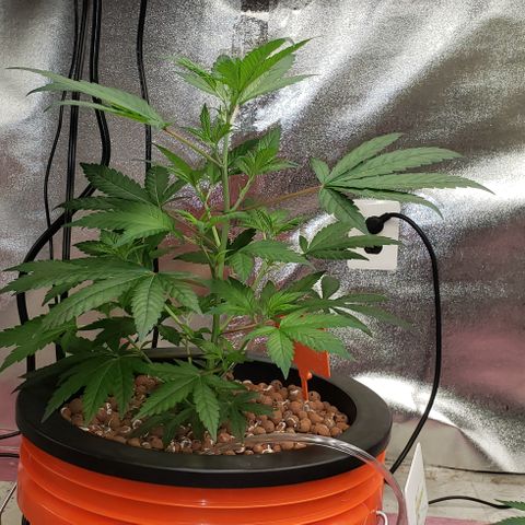 Tutankhamon #5-7 growlog photo