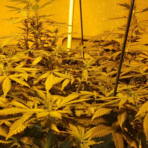 King Tut #5 (Fem)(momma) growlog timeline photo