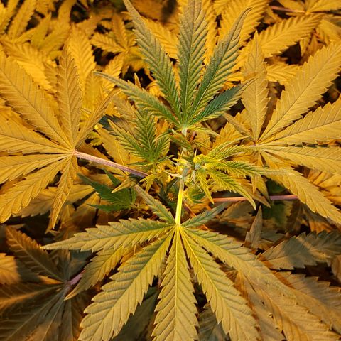King Tut #5 (Fem)(momma) growlog timeline photo