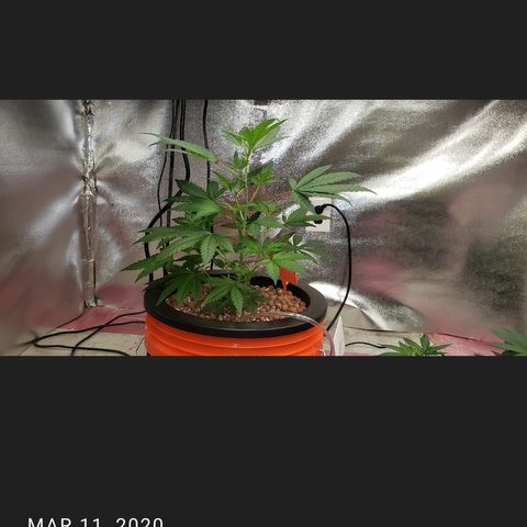 Tutankhamon #5-7 growlog photo