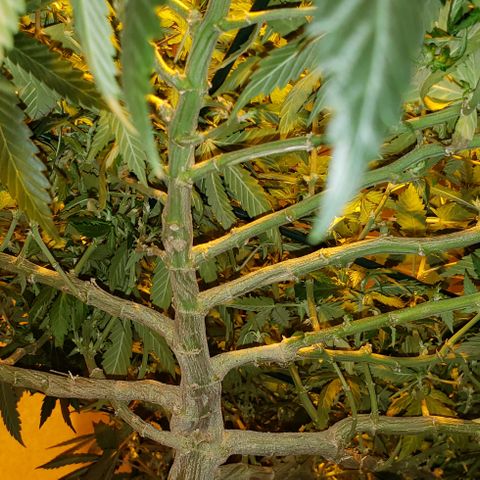 King Tut #5 (Fem)(momma) growlog timeline photo