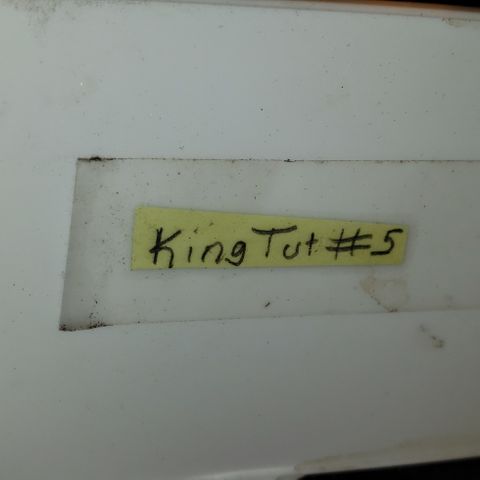 King Tut #5 (Fem)(momma) growlog timeline photo