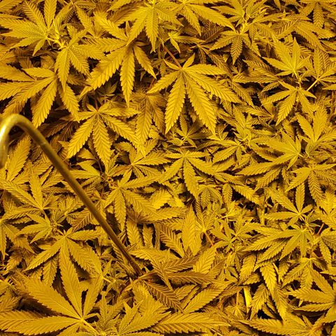 King Tut #5 (Fem)(momma) growlog timeline photo