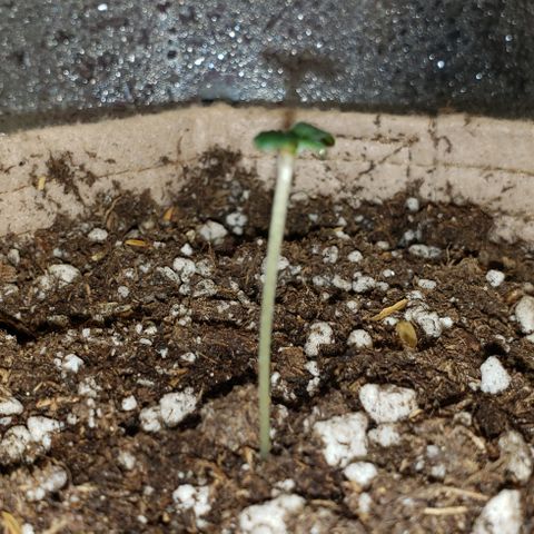 SLOAN LED 480w 4,000k(OG's Kush #2)(Fem) growlog timeline photo