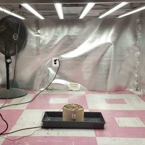 SLOAN LED 480w 4,000k(OG's Kush #2)(Fem) growlog timeline photo