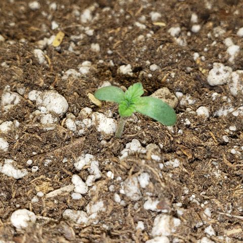 SLOAN LED 480w 4,000k(OG's Kush #2)(Fem) growlog timeline photo