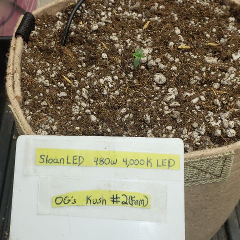 SLOAN LED 480w 4,000k(OG's Kush #2)(Fem) growlog timeline photo