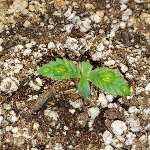 SLOAN LED 480w 4,000k(OG's Kush #2)(Fem) growlog timeline photo