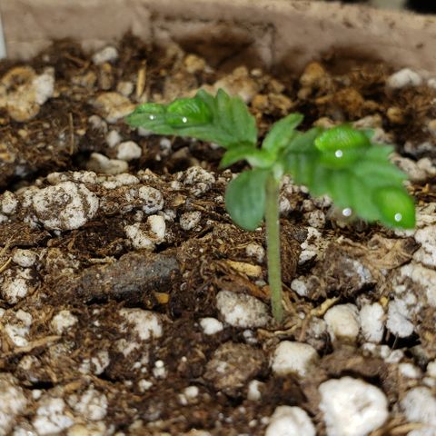 SLOAN LED 480w 4,000k(OG's Kush #2)(Fem) growlog timeline photo