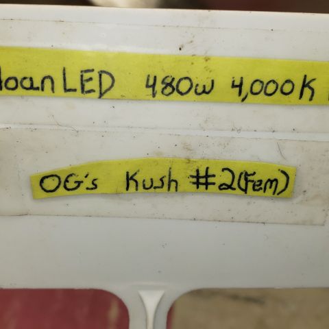SLOAN LED 480w 4,000k(OG's Kush #2)(Fem) growlog timeline photo