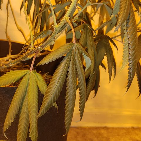 Smurf Punch #3 (Female)(Clone #3) growlog photo: Before flush