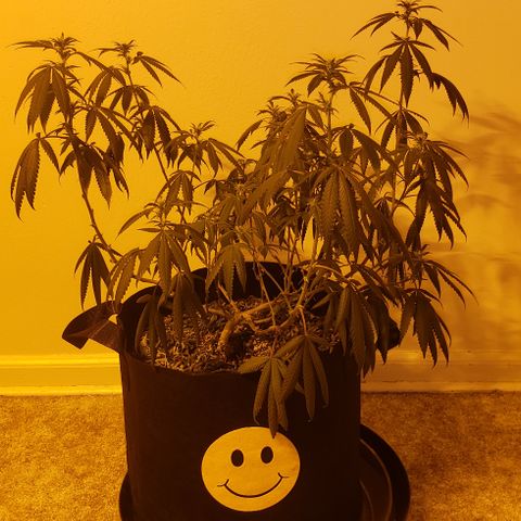 Smurf Punch #3 (Female)(Clone #3) growlog photo: Before flush