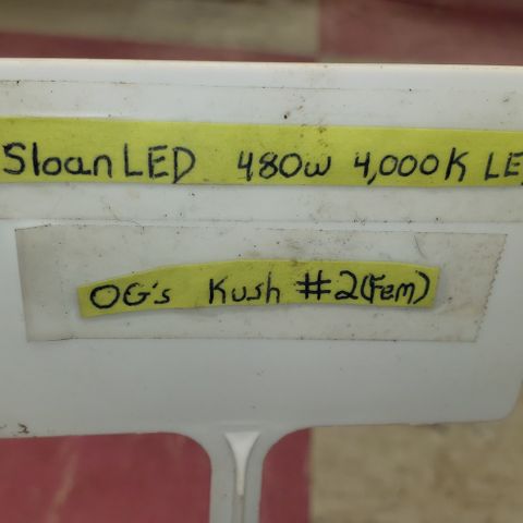 SLOAN LED 480w 4,000k(OG's Kush #2)(Fem) growlog timeline photo