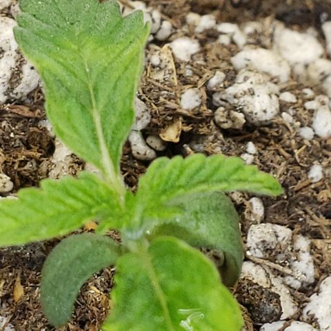 SLOAN LED 480w 4,000k(OG's Kush #2)(Fem) growlog timeline photo