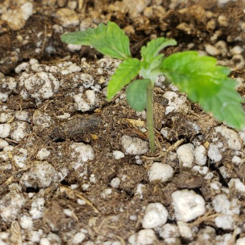 SLOAN LED 480w 4,000k(OG's Kush #2)(Fem) growlog timeline photo