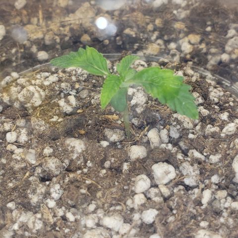 SLOAN LED 480w 4,000k(OG's Kush #2)(Fem) growlog timeline photo