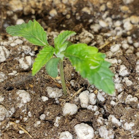 SLOAN LED 480w 4,000k(OG's Kush #2)(Fem) growlog timeline photo