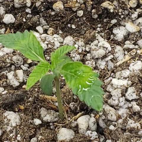SLOAN LED 480w 4,000k(OG's Kush #2)(Fem) growlog timeline photo