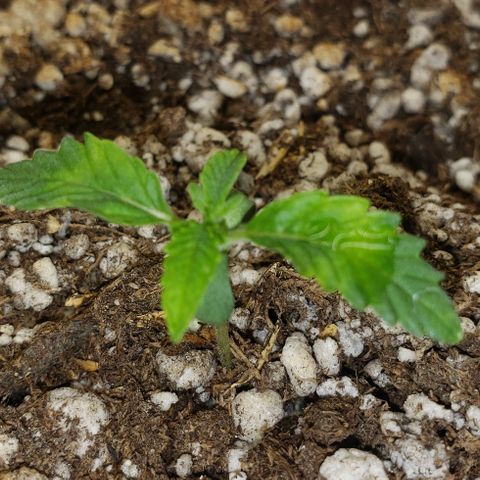 SLOAN LED 480w 4,000k(OG's Kush #2)(Fem) growlog timeline photo