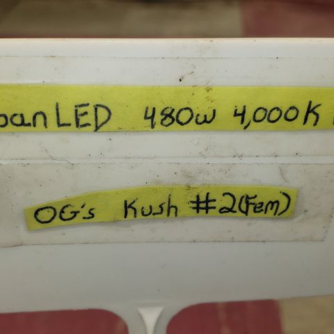 SLOAN LED 480w 4,000k(OG's Kush #2)(Fem) growlog timeline photo