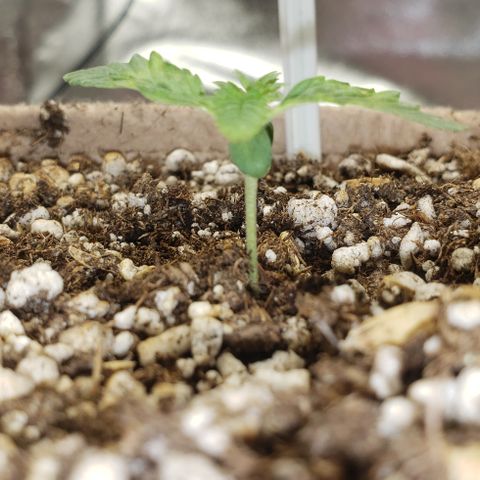 SLOAN LED 480w 4,000k(OG's Kush #2)(Fem) growlog timeline photo