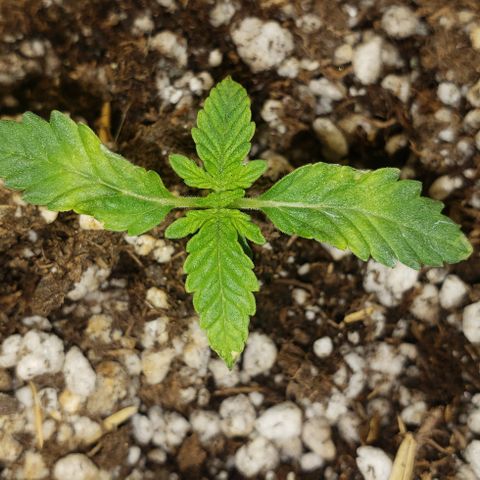 SLOAN LED 480w 4,000k(OG's Kush #2)(Fem) growlog timeline photo