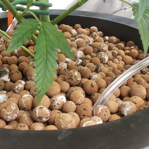 Tutankhamon #5-7 growlog timeline photo