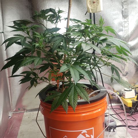 Tutankhamon #5-7 growlog timeline photo