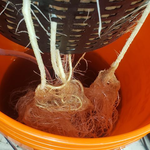 Tutankhamon #5-7 growlog timeline photo