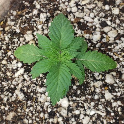 SLOAN LED 480w 4,000k(OG's Kush #2)(Fem) growlog timeline photo