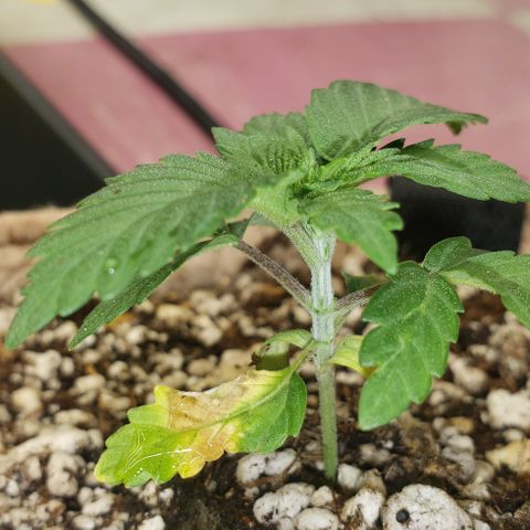 SLOAN LED 480w 4,000k(OG's Kush #2)(Fem) growlog timeline photo