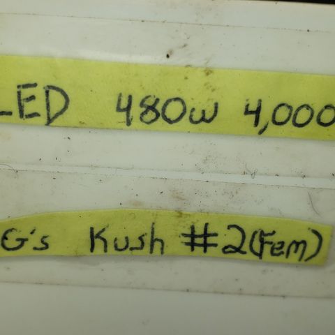 SLOAN LED 480w 4,000k(OG's Kush #2)(Fem) growlog timeline photo