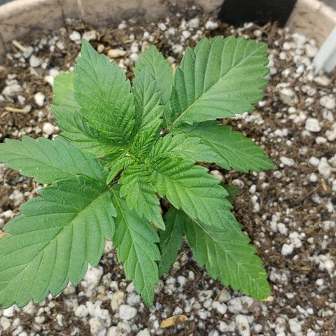 SLOAN LED 480w 4,000k(OG's Kush #2)(Fem) growlog timeline photo