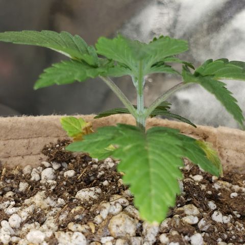 SLOAN LED 480w 4,000k(OG's Kush #2)(Fem) growlog timeline photo