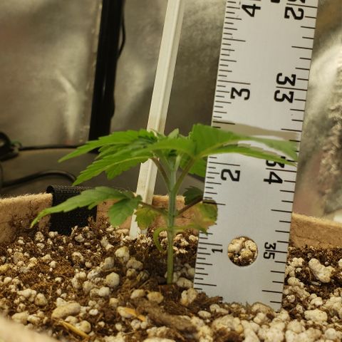 SLOAN LED 480w 4,000k(OG's Kush #2)(Fem) growlog timeline photo