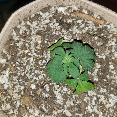 SLOAN LED 480w 4,000k(OG's Kush #2)(Fem) growlog timeline photo